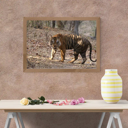 Tiger Securing Its Territory