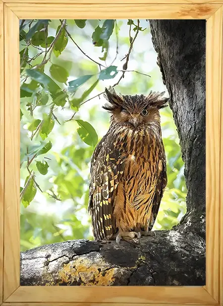 Winking Owl - Kanha National park Framed Owl Bird Photograph - wooden framed Owl bird- Kanha national park Photo, bird picture.