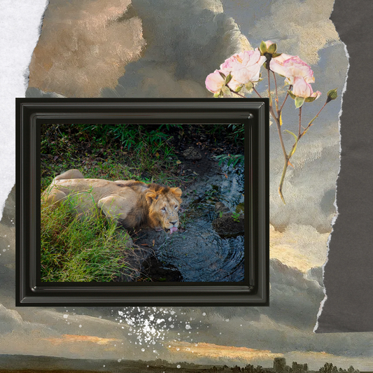 एक राजा की प्यास – शेर की ललित कला वन्यजीव फोटो ललित कला