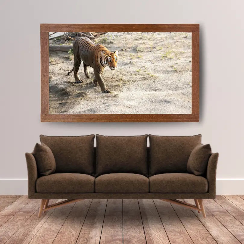 Cadre photo Tigre curieux traversant le lit de la rivière – Décoration artistique Wildgraphy