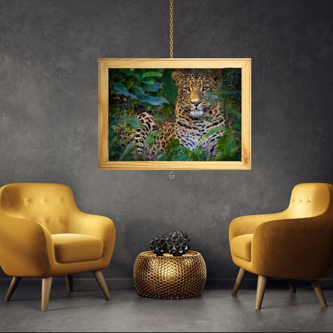 Mowgli: The Sunlit Phantom