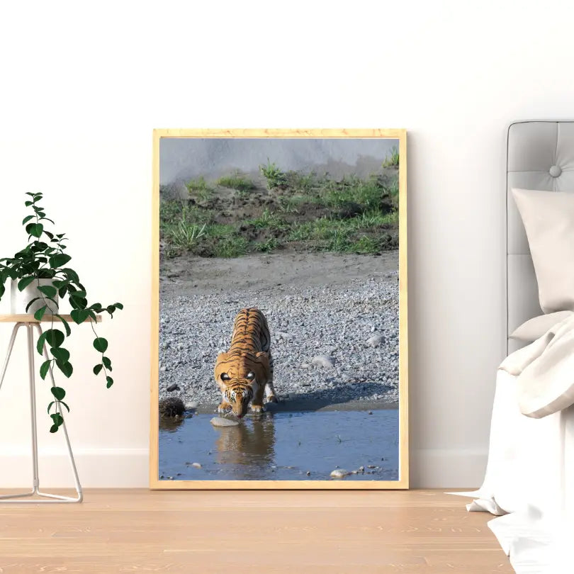Laissez-moi me reposer – Tigre majestueux s'abreuvant | Tirage photographique animalier d'art | Décoration murale de luxe pour salon ou bureau | Esthétique d'intérieur inspirée par la nature