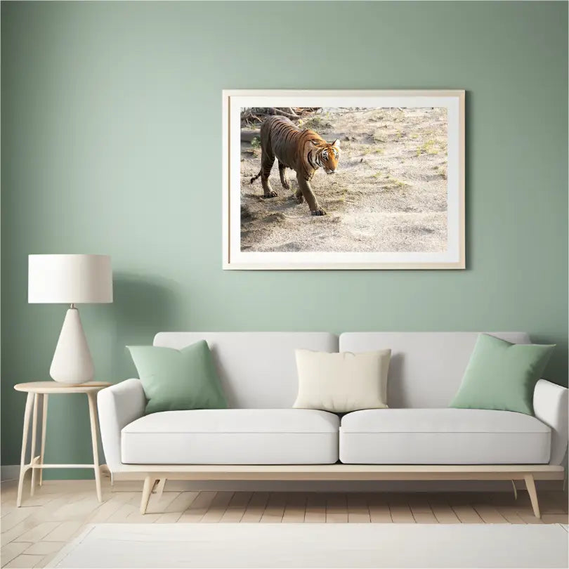 Cadre photo Tigre curieux traversant le lit de la rivière – Décoration artistique Wildgraphy