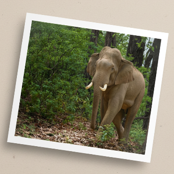 A real elephant walking through a forest with green bushes, trees, and leaf-covered ground visible, so this is Lifestyle rather than Product/Packaging or Scenery.