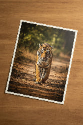 Tiger walking on a path with a natural background