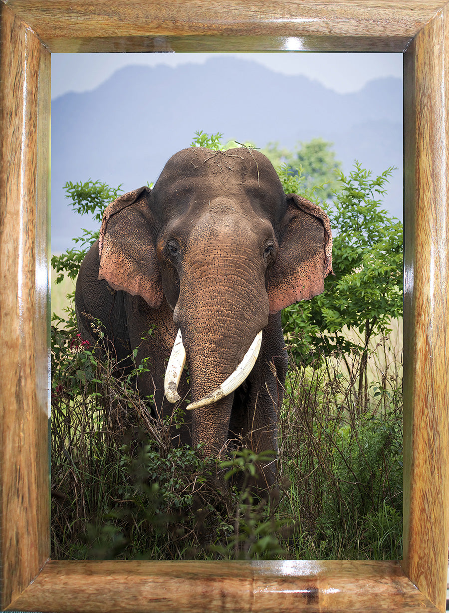 Head-On with the Jungle Badboy — Elephant, Fine Art Photography | Limited Edition