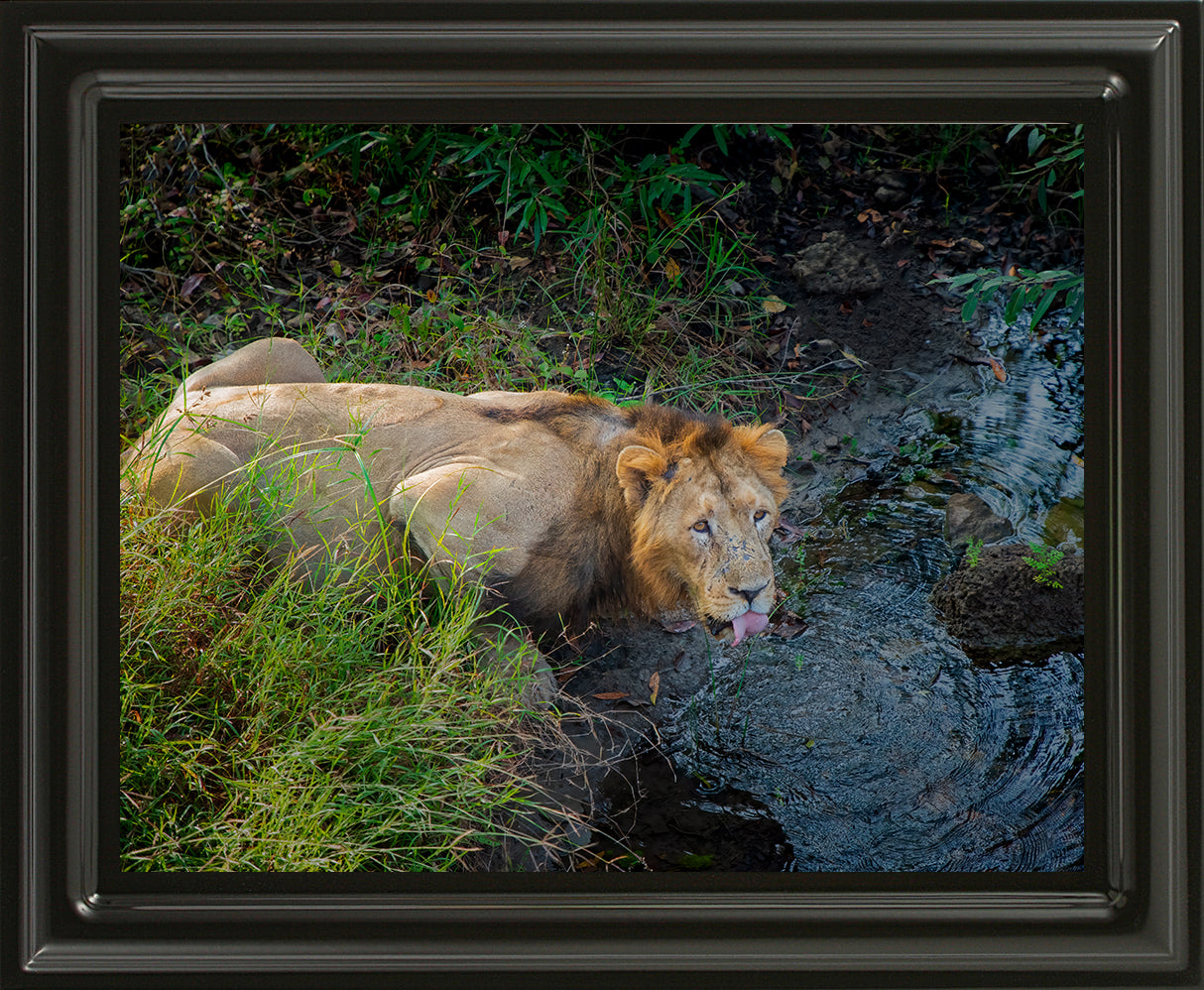 The Thirst of a King – Lion Fine Art Wildlife Photo Fine Art for Collectors