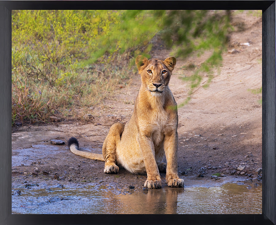 Guardian of the Trail – Lioness Wildlife Art Print