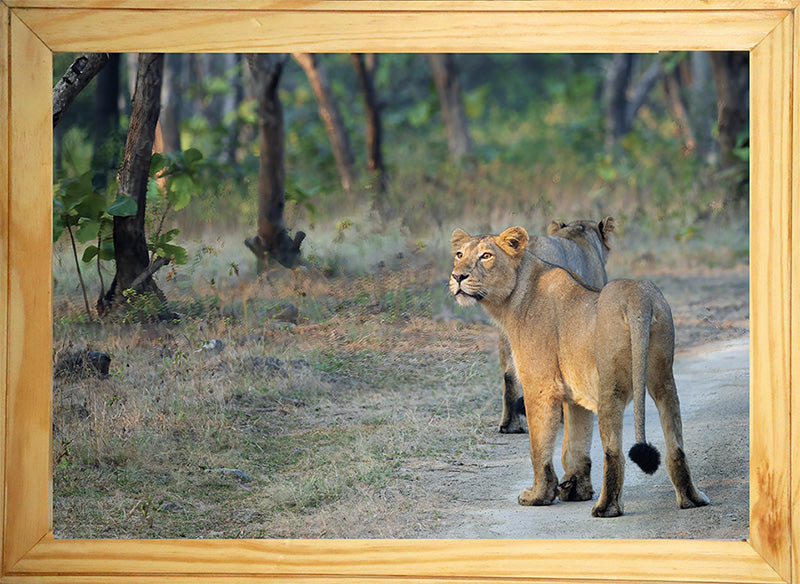 Lioness in Golden Light – Premium Wildlife Wall Art | Framed Fine Art Collection for Living Room, Office & Luxury Interiors