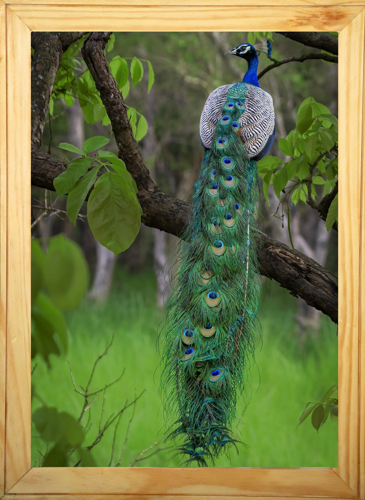 Emerald Cascade — Fine Art Peacock Photography | Limited Edition Archival Print, India