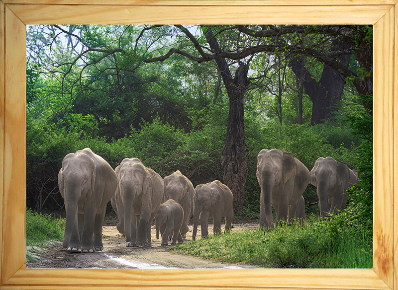 The Herd's Path - Asian Elephant Family, Wooden Photo Art | Limited Edition Wildlife Print