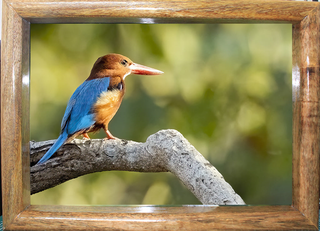 The Watcher on the Branch