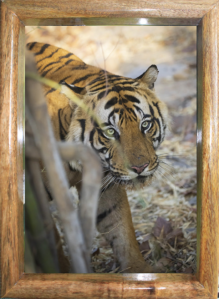 Le regard du tigre - Une rencontre captivante au cœur du parc national de Pench - Photo de tigre encadrée pour la décoration intérieure