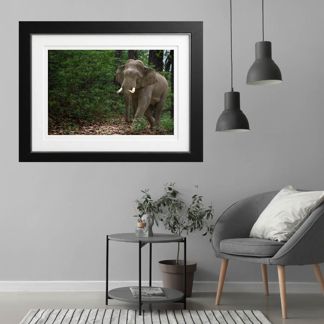 Verdant Wanderer — Asian Elephant Fine Art Photography | Limited Edition Archival Print, India