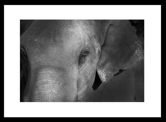 Grace in the Shadows – Elephant Portrait Fine Art Print | Luxury Wildlife Photography Wall Art
