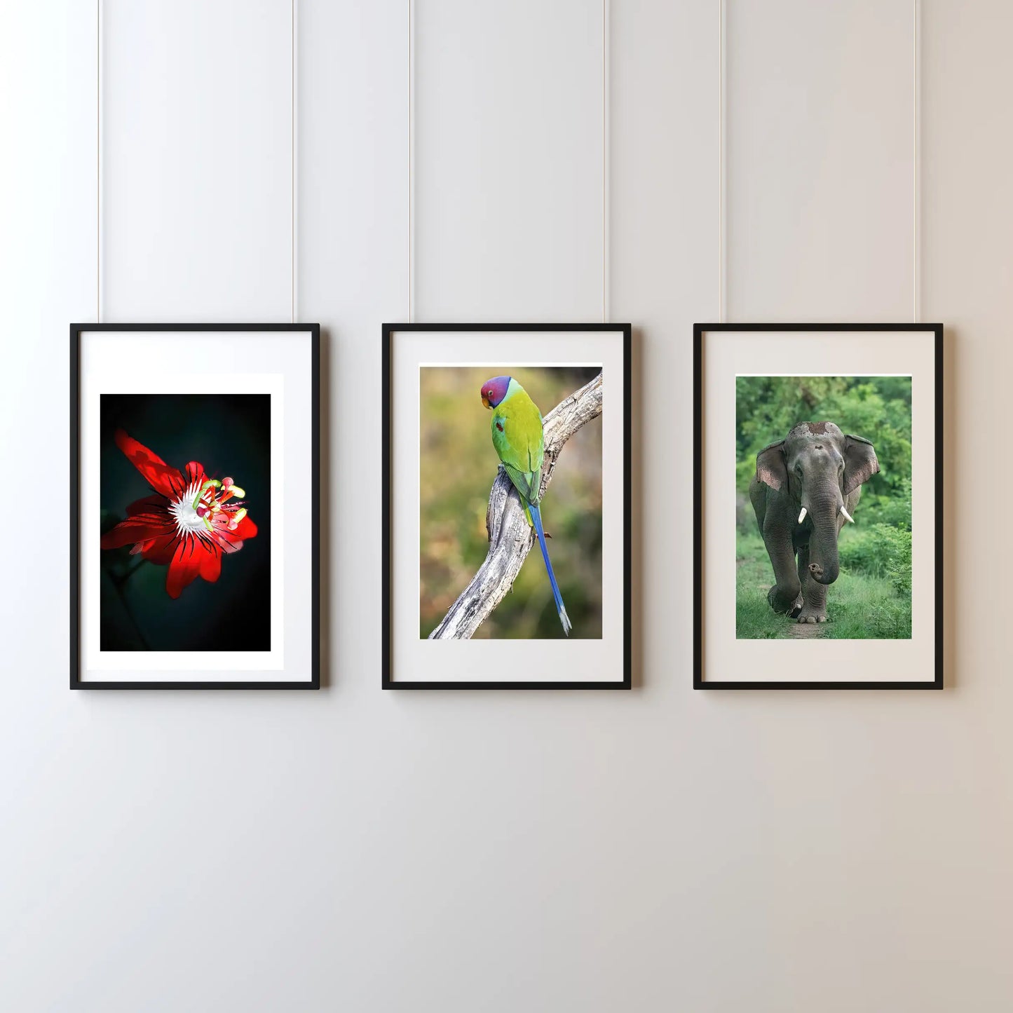 Set of 6 Nature & Wildlife Framed Photo Art for home decor - Black Frame Diwali Gift