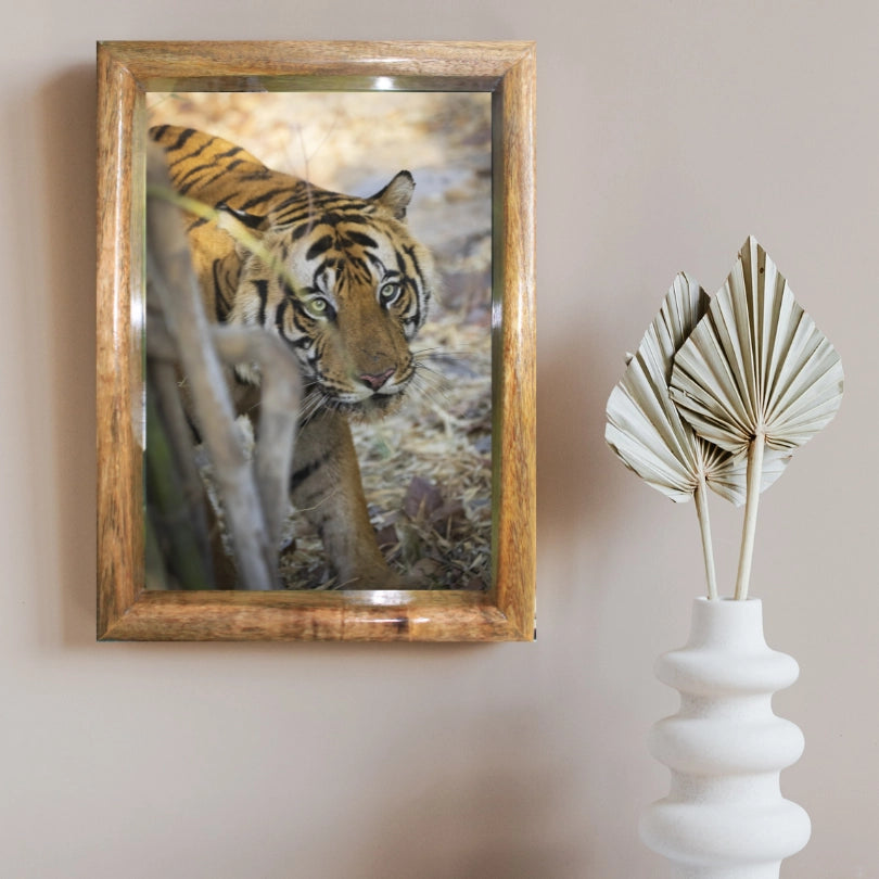 Le regard du tigre - Une rencontre captivante au cœur du parc national de Pench - Photo de tigre encadrée pour la décoration intérieure