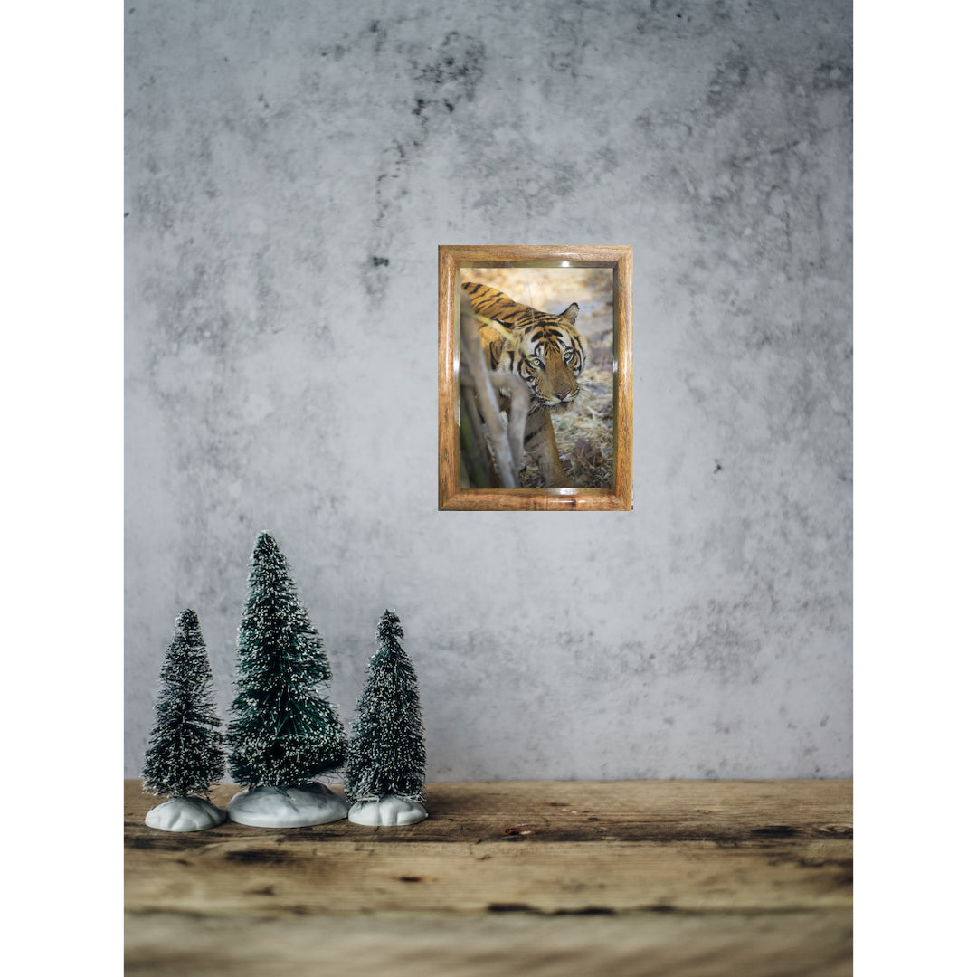 Tiger's Gaze - Captivating Close Encounter in Pench National Park - Framed Tiger Photo for Home Decor