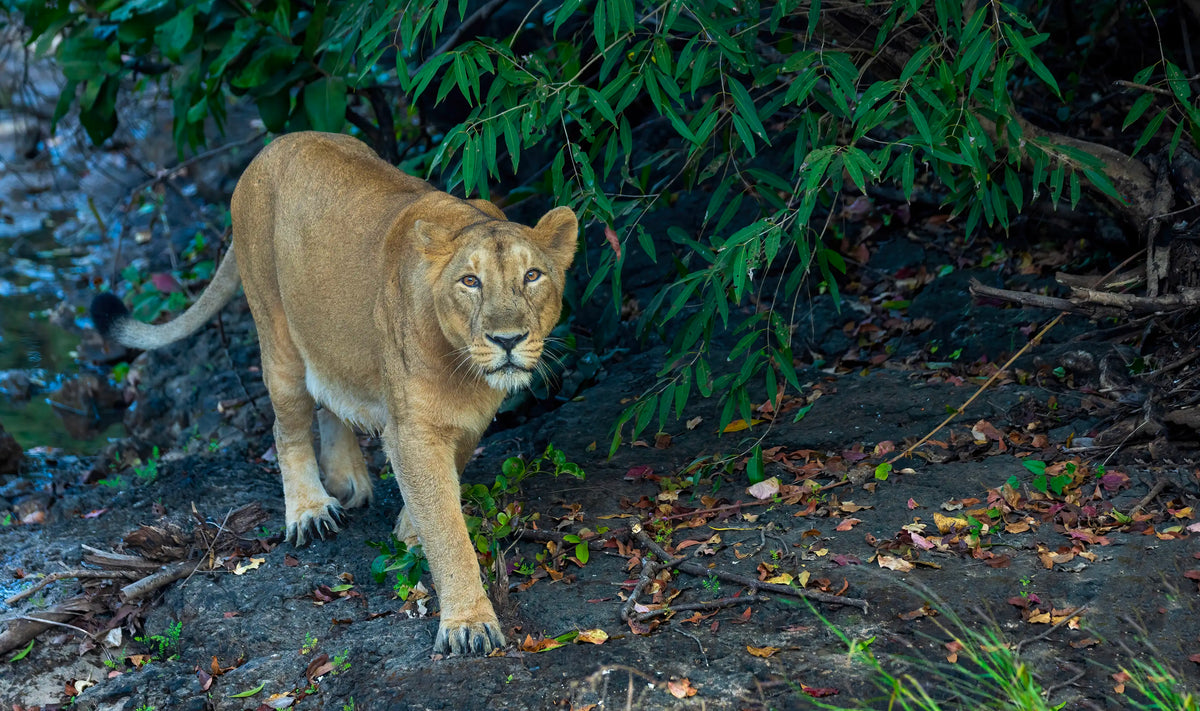 LIONS