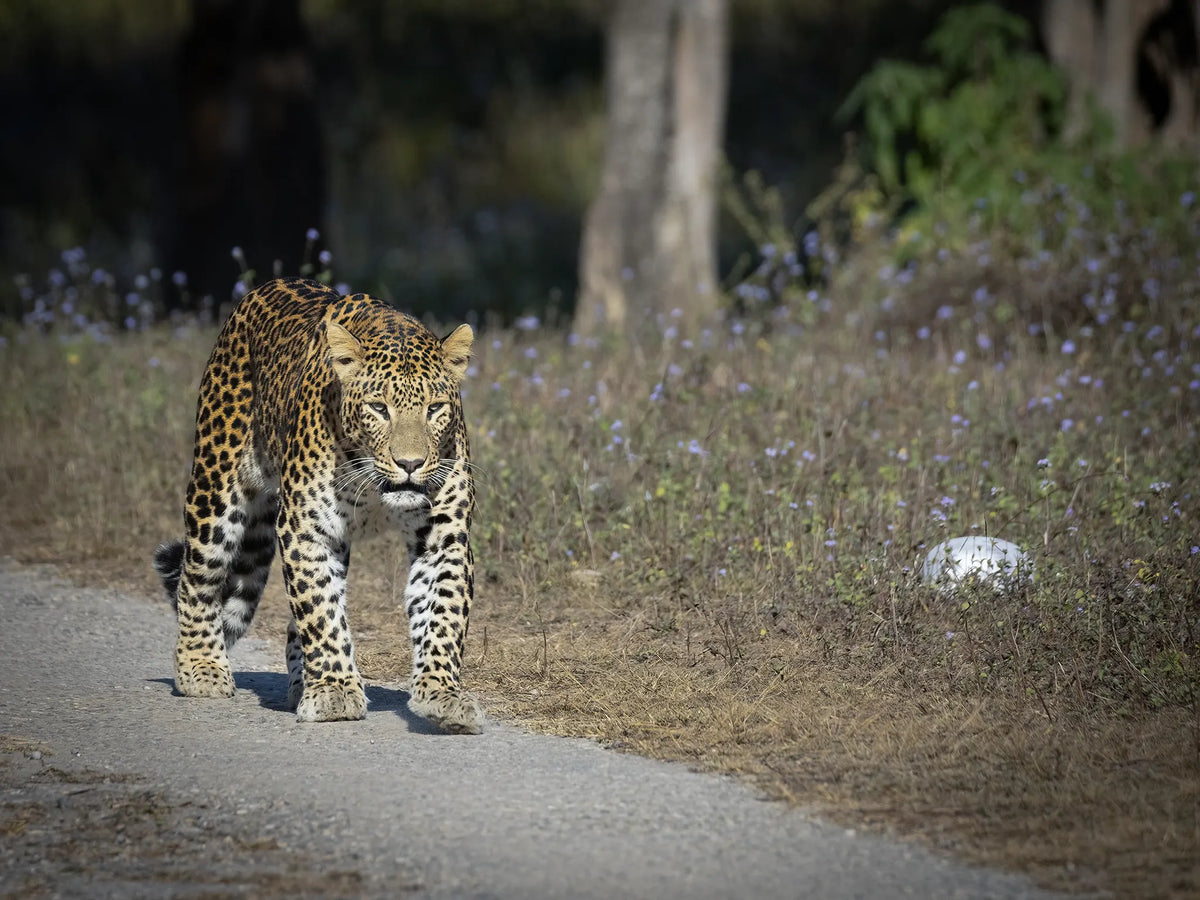 LEOPARDS