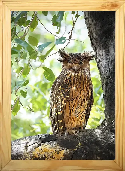 Winking Owl - Kanha National park Framed Owl Bird Photograph - wooden framed Owl bird- Kanha national park Photo, bird picture.