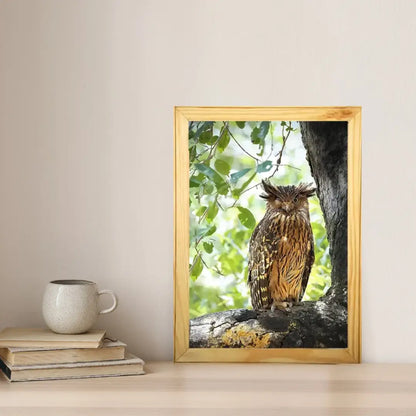 Winking Owl - Kanha National park Framed Owl Bird Photograph - wooden framed Owl bird- Kanha national park Photo, bird picture.