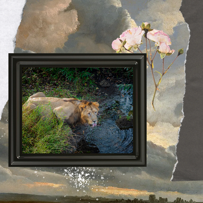 एक राजा की प्यास – शेर की ललित कला वन्यजीव फोटो ललित कला