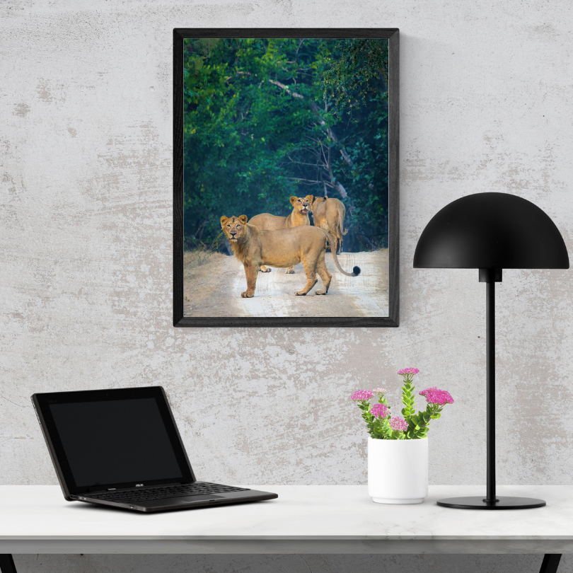 पानी में रॉयल बंगाल टाइगर – प्रीमियम वन्यजीव ललित कला प्रिंट 