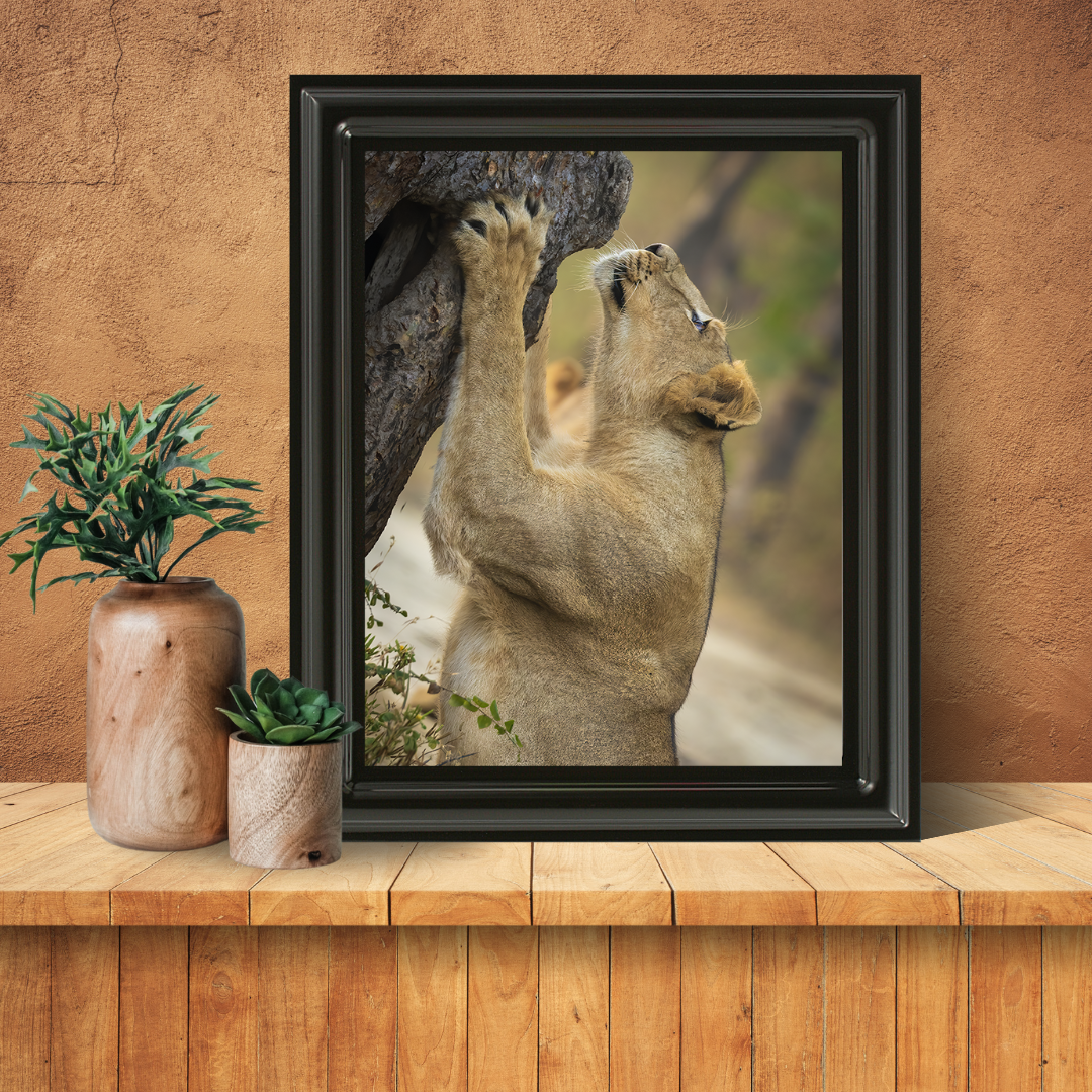 पानी में रॉयल बंगाल टाइगर – प्रीमियम वन्यजीव ललित कला प्रिंट 