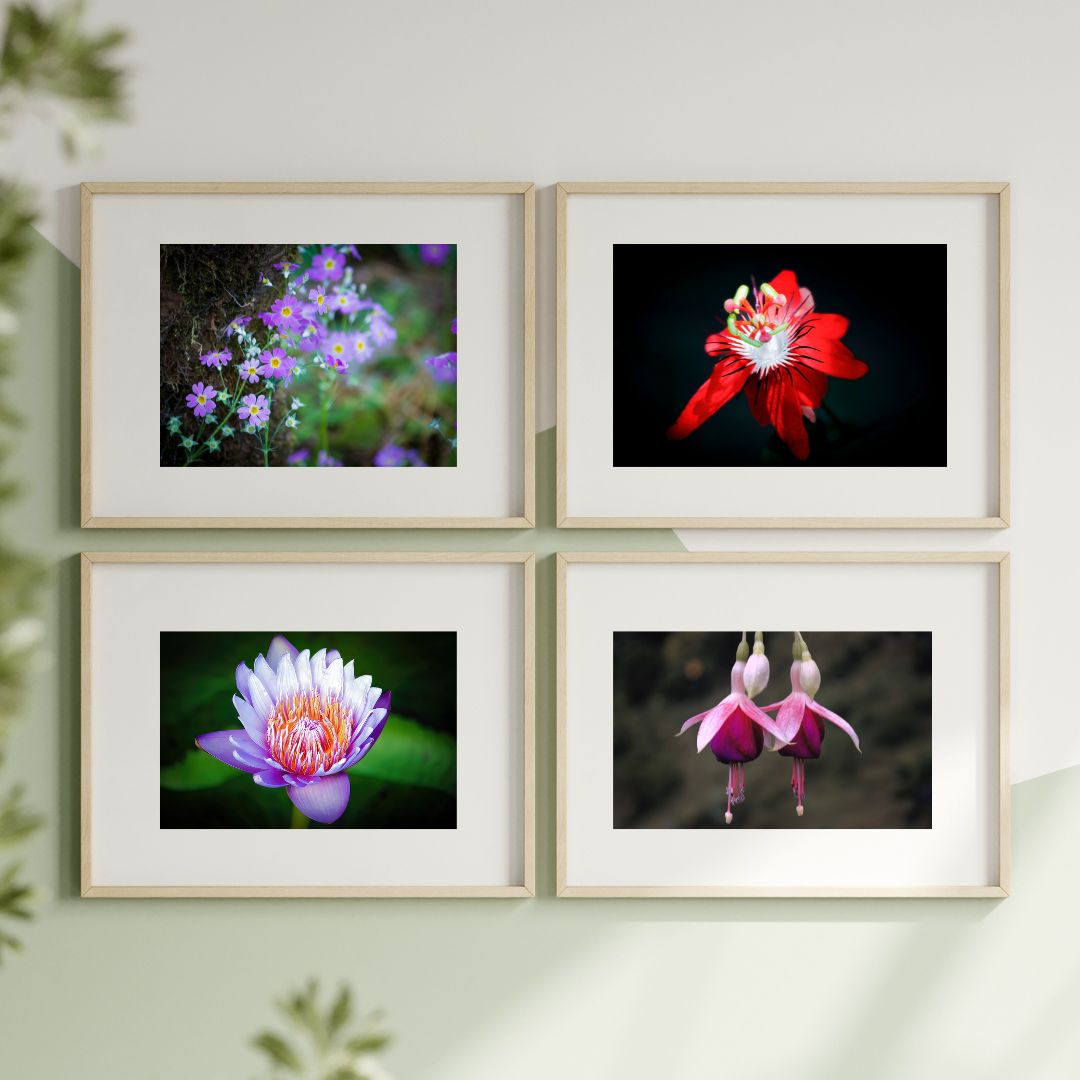 Ensemble de 4 affiches murales florales – Lotus, fleurs rouges, campanule et lavande | Œuvres d'art photographiques en fibre pour la décoration intérieure | Panneaux d'art floral encadrés modernes