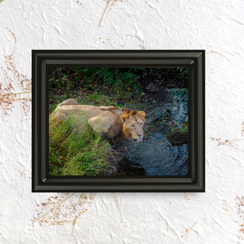 एक राजा की प्यास – शेर की ललित कला वन्यजीव फोटो ललित कला