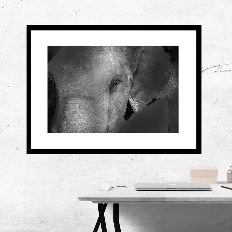 Grace in the Shadows – Elephant Portrait Fine Art Print | Luxury Wildlife Photography Wall Art