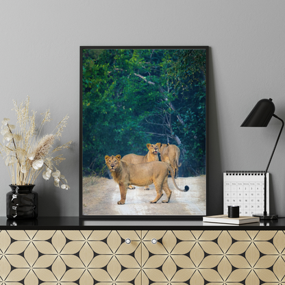 पानी में रॉयल बंगाल टाइगर – प्रीमियम वन्यजीव ललित कला प्रिंट 