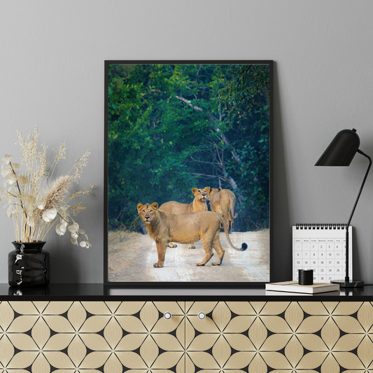 पानी में रॉयल बंगाल टाइगर – प्रीमियम वन्यजीव ललित कला प्रिंट 