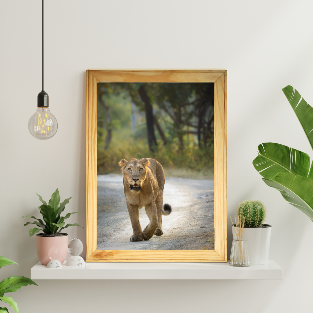 Fearless Lioness Walking – Premium Wildlife Fine Art