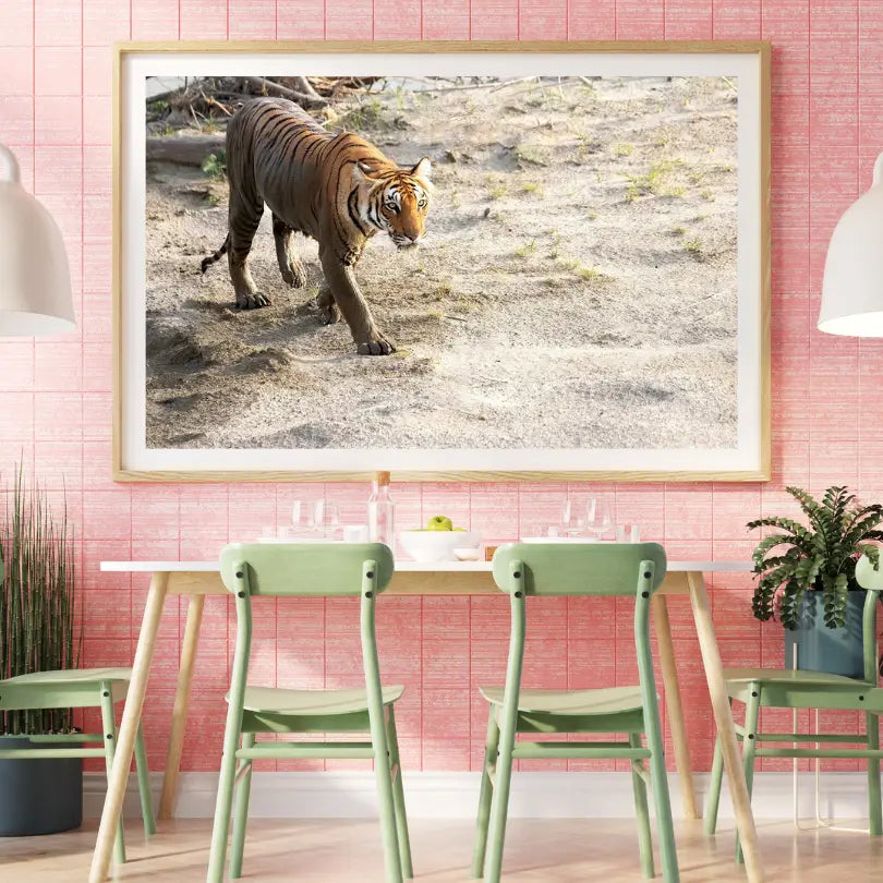 Cadre photo Tigre curieux traversant le lit de la rivière – Décoration artistique Wildgraphy