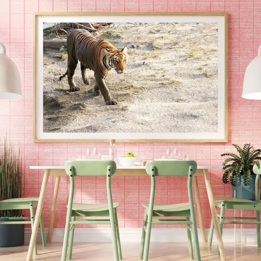 Curious Tiger Across Riverbed Photo Frame – Wildgraphy Fine Art Decor
