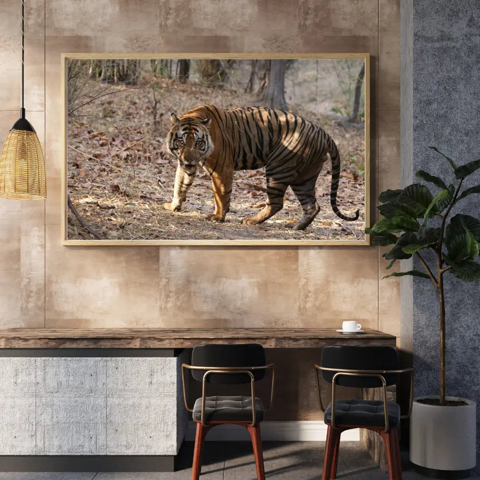 बाघ अपने क्षेत्र की रक्षा कर रहा है