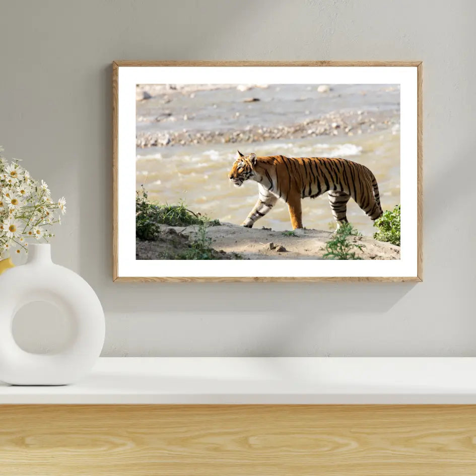 Tigre gracieux traversant la jungle - Art photographique animalier en bois - Art photographique animalier en bois