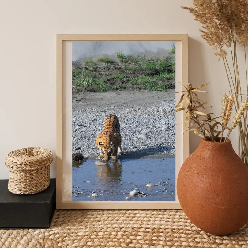 Laissez-moi me reposer – Tigre majestueux s'abreuvant | Tirage photographique animalier d'art | Décoration murale de luxe pour salon ou bureau | Esthétique d'intérieur inspirée par la nature