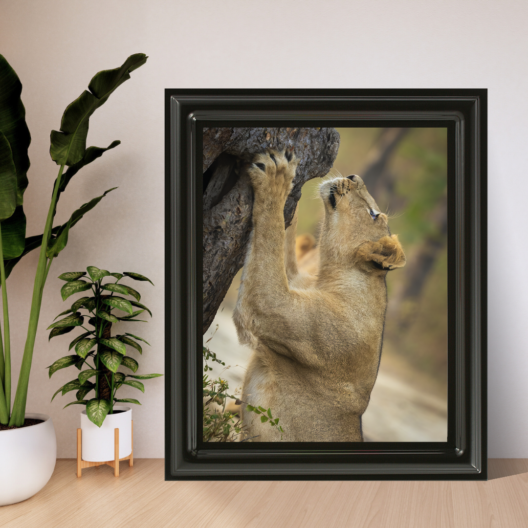 पानी में रॉयल बंगाल टाइगर – प्रीमियम वन्यजीव ललित कला प्रिंट 