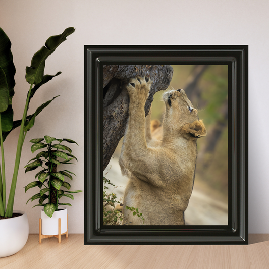 पानी में रॉयल बंगाल टाइगर – प्रीमियम वन्यजीव ललित कला प्रिंट 