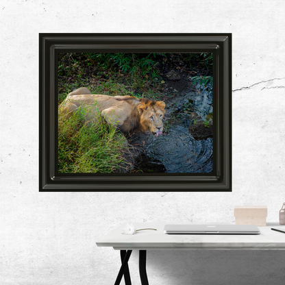 एक राजा की प्यास – शेर की ललित कला वन्यजीव फोटो ललित कला