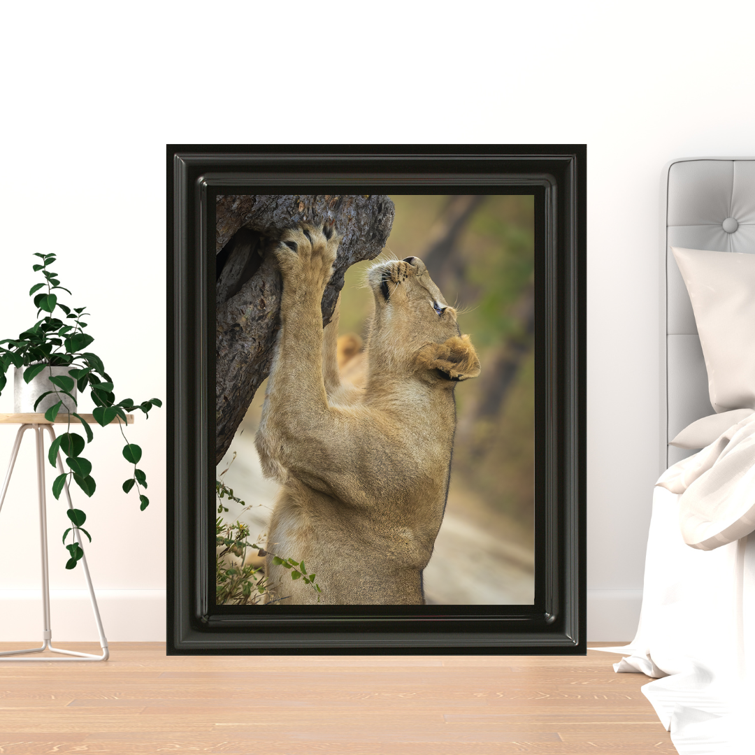 पानी में रॉयल बंगाल टाइगर – प्रीमियम वन्यजीव ललित कला प्रिंट 