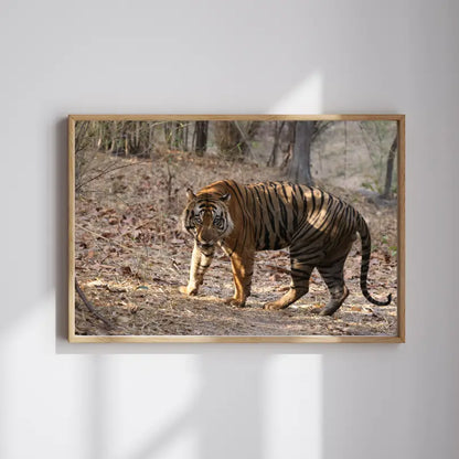 बाघ अपने क्षेत्र की रक्षा कर रहा है