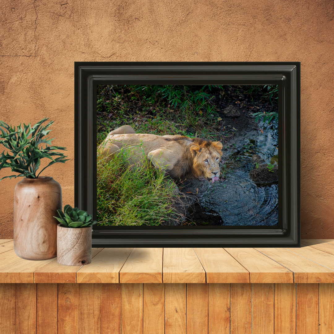 एक राजा की प्यास – शेर की ललित कला वन्यजीव फोटो ललित कला