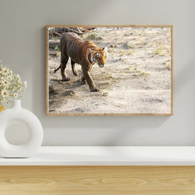 Cadre photo Tigre curieux traversant le lit de la rivière – Décoration artistique Wildgraphy