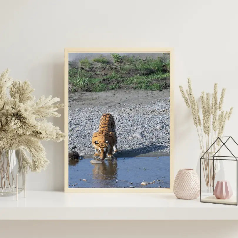 Laissez-moi me reposer – Tigre majestueux s'abreuvant | Tirage photographique animalier d'art | Décoration murale de luxe pour salon ou bureau | Esthétique d'intérieur inspirée par la nature
