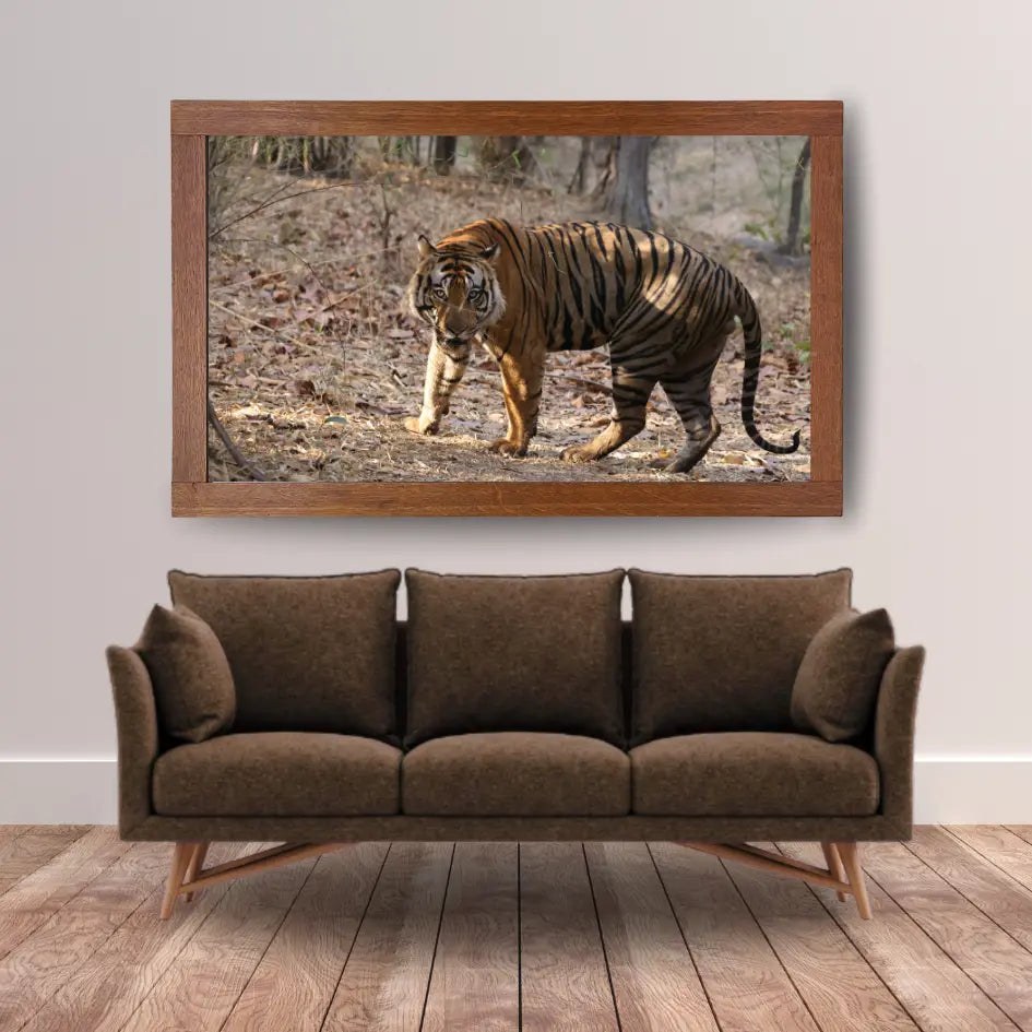 बाघ अपने क्षेत्र की रक्षा कर रहा है