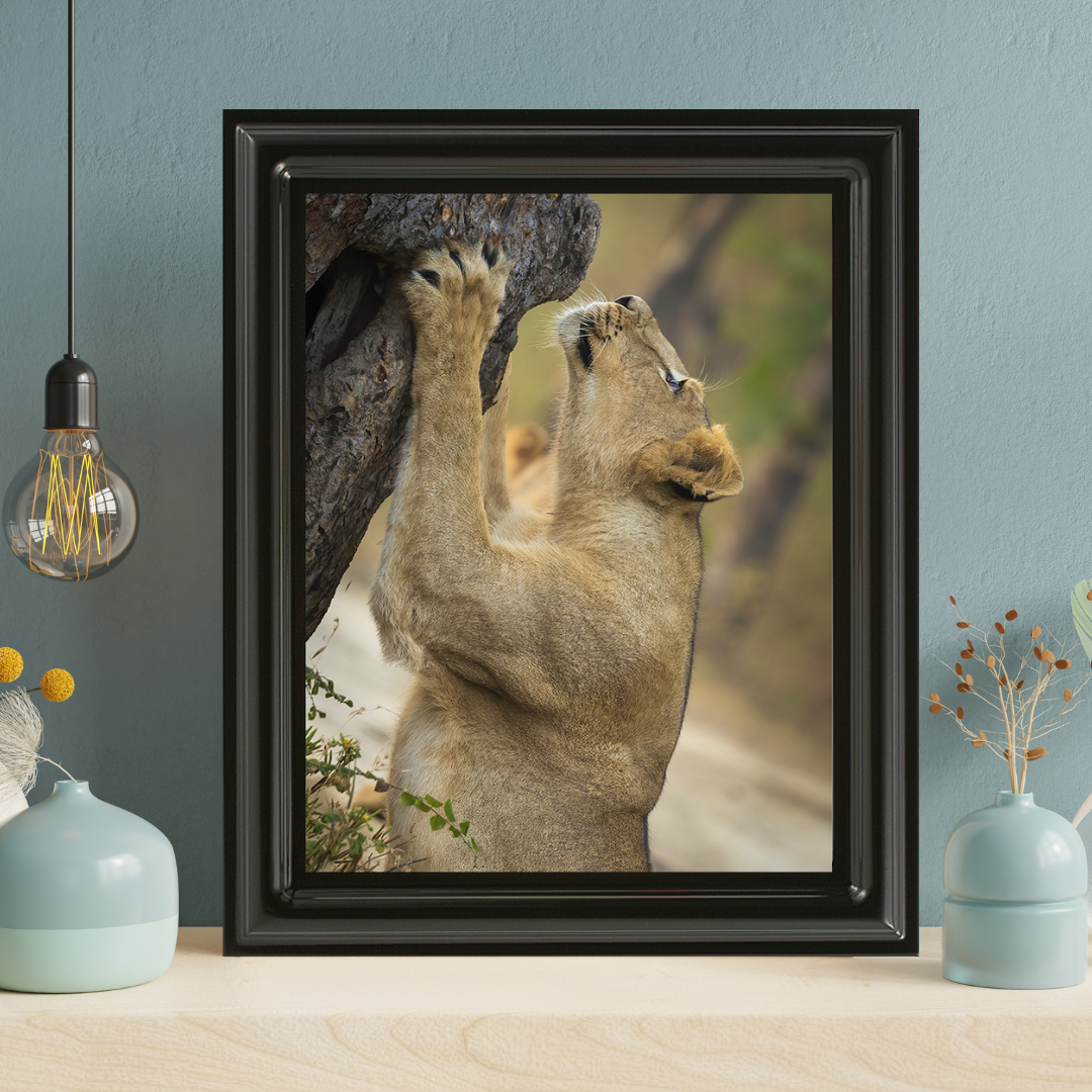 पानी में रॉयल बंगाल टाइगर – प्रीमियम वन्यजीव ललित कला प्रिंट 